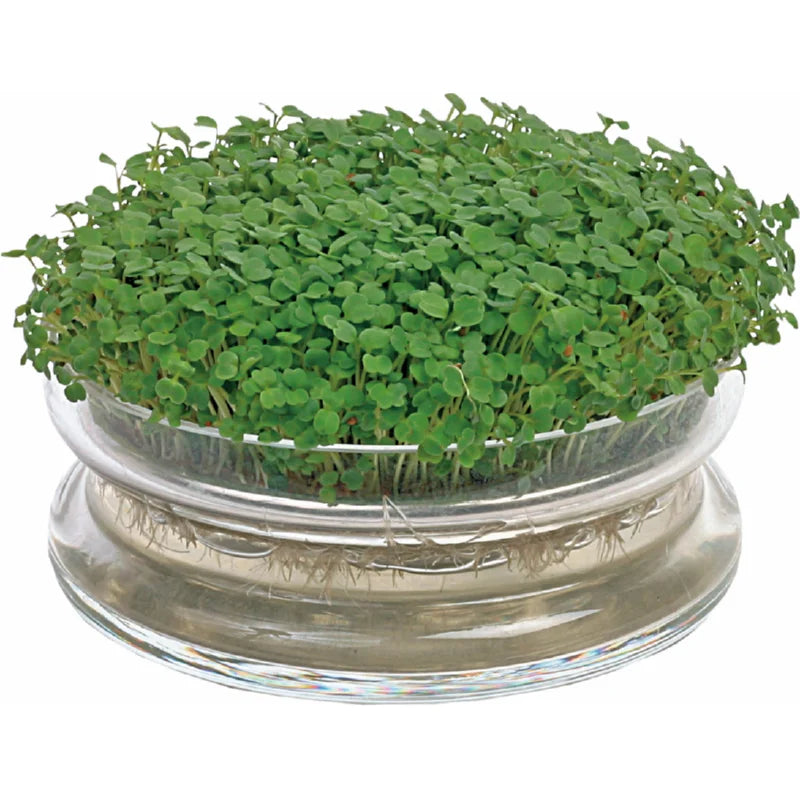Glass Sprouting Bowl + 1 Pack Organic Sprouting Seeds