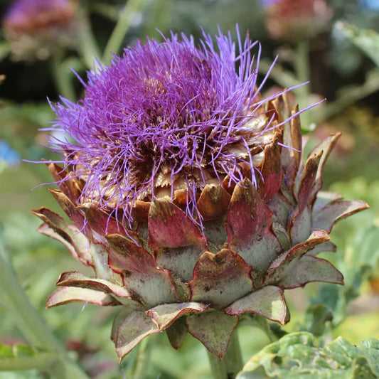 Globe Artichoke