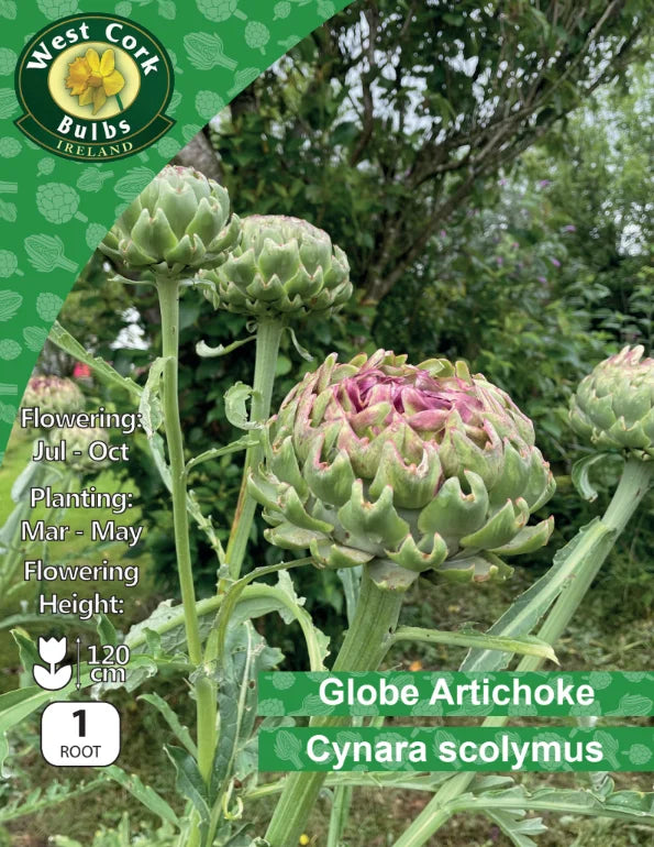 Globe Artichoke Root: Cynara scolymus