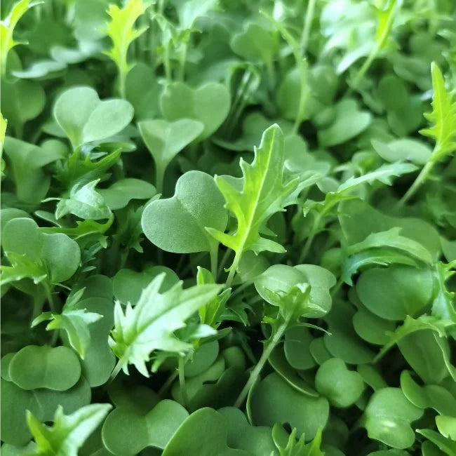 Green Mizuna Organic Microgreen Seed