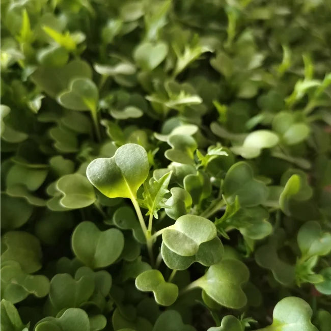 Green Mizuna Organic Microgreen Seed