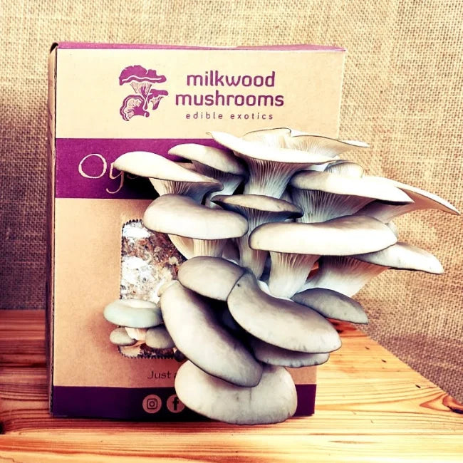Grey Oyster Mushroom Grow