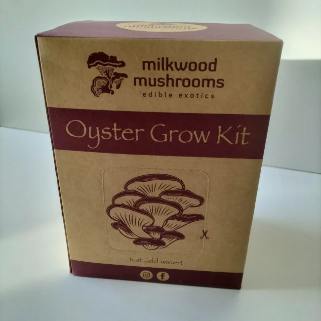 Grey Oyster Mushroom Grow
