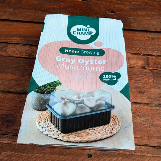 Grey Oyster Mushroom Grow Kit