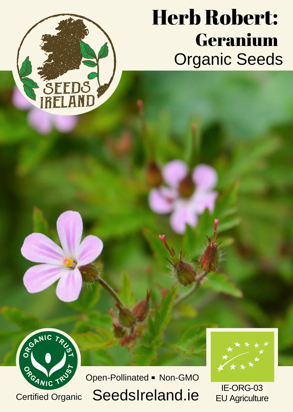 Herb Robert - Geranium Organic Seed