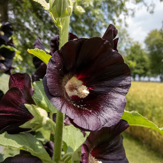 Hollyhock: Arabian Nights Organic Seed