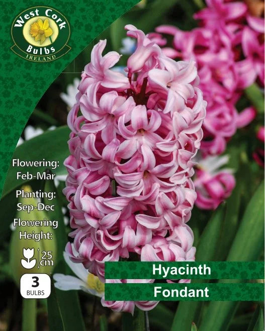 Hyacinth Bulbs: Fondant