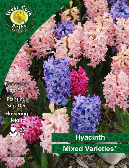Hyacinth Mixed Colours