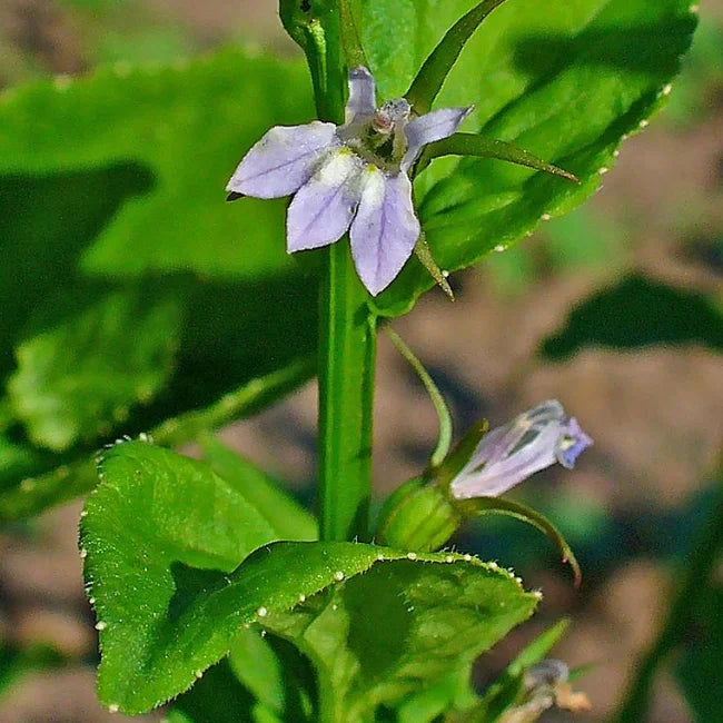 Indian Tobacco