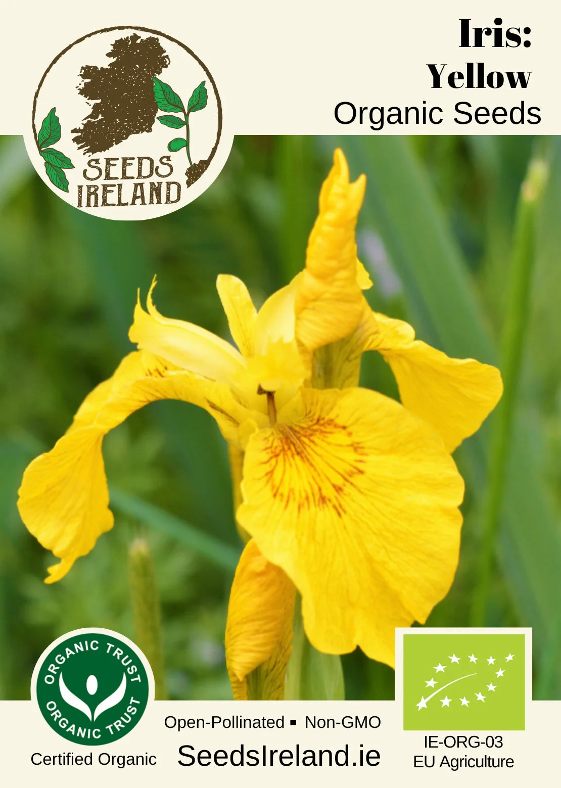 Iris: Yellow Organic Seed