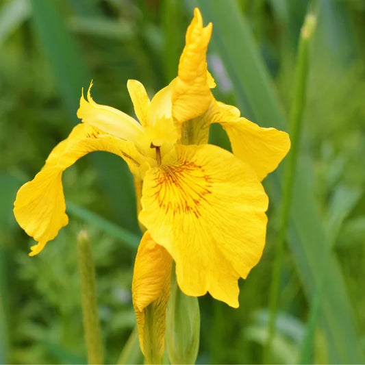 Iris Yellow