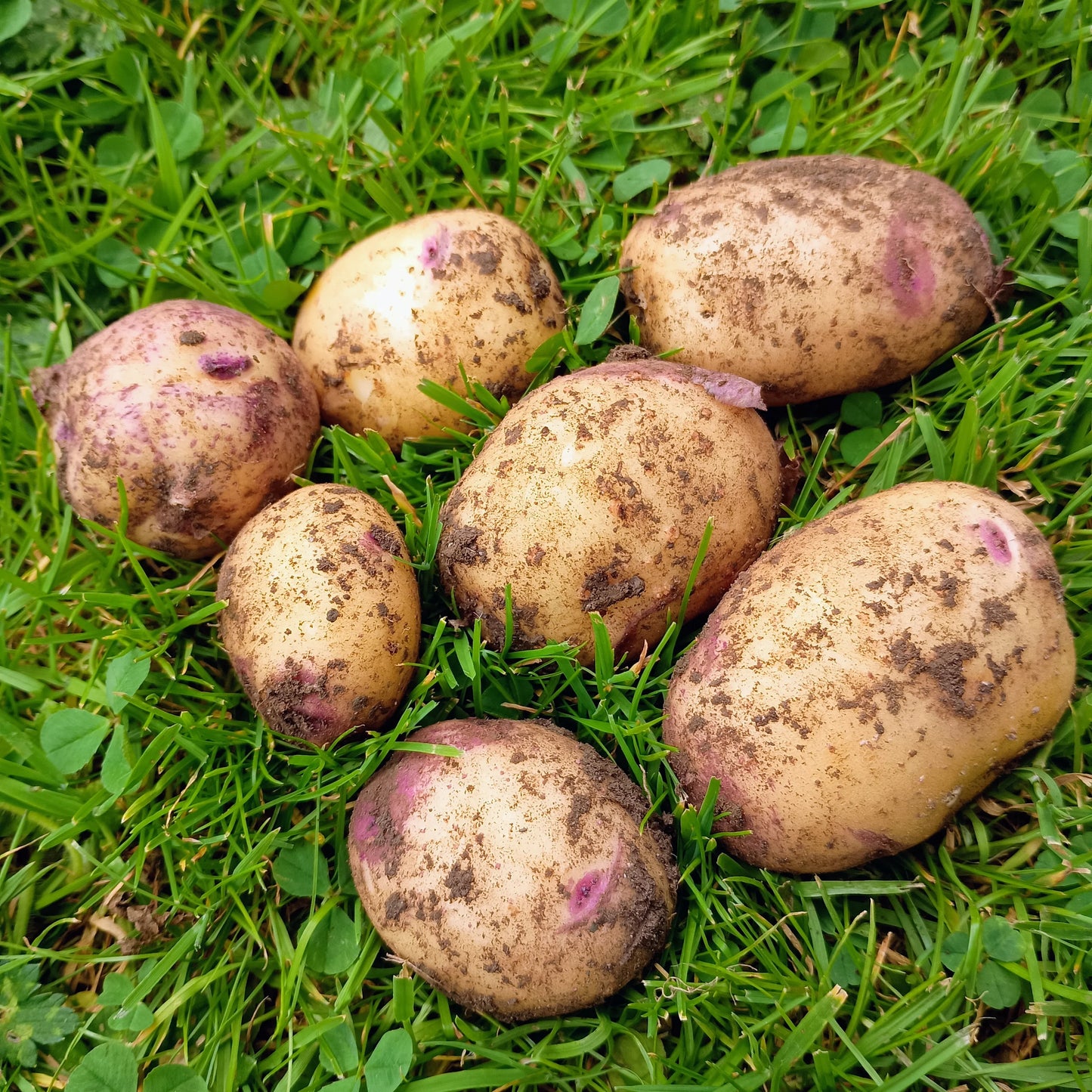 Seed Potatoes: Irish Gold