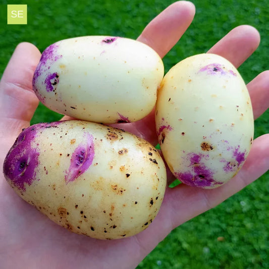 Seed Potatoes: Irish Gold