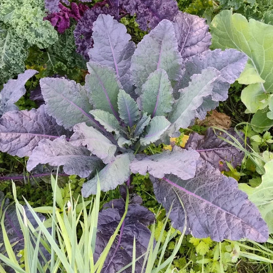 Kale: Dazzling Blue Conventional Seed