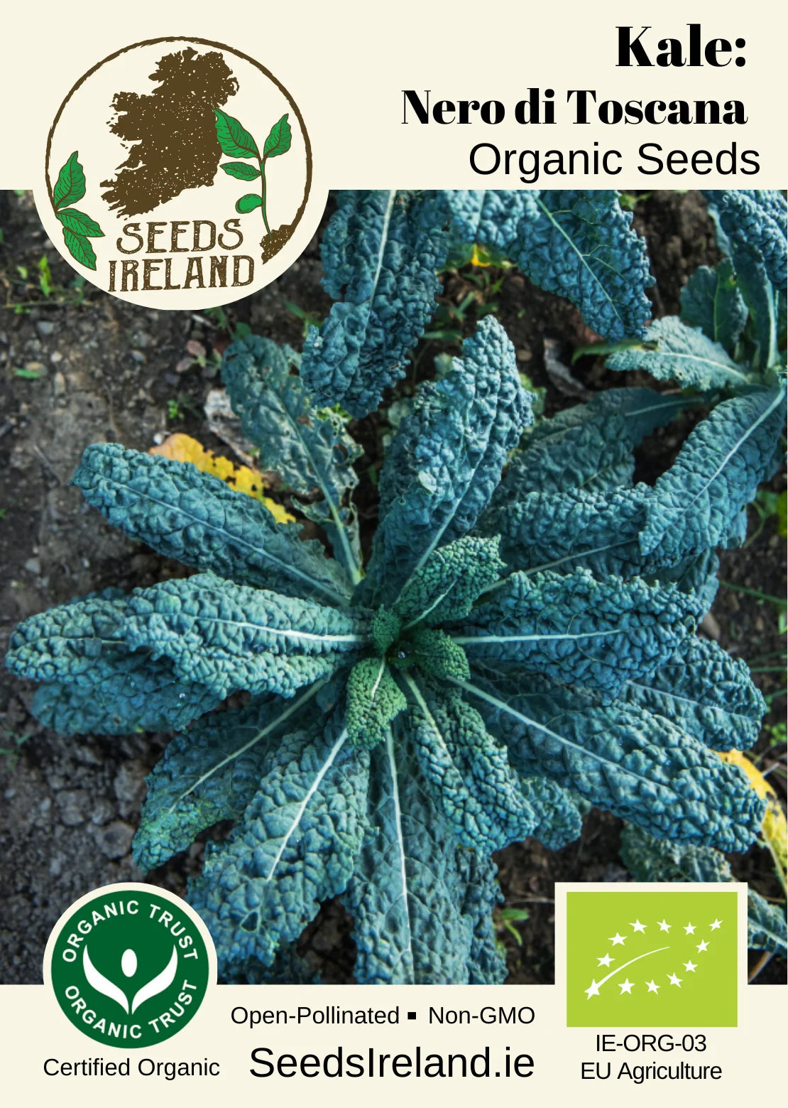 Kale: Nero di Toscana Organic Seed