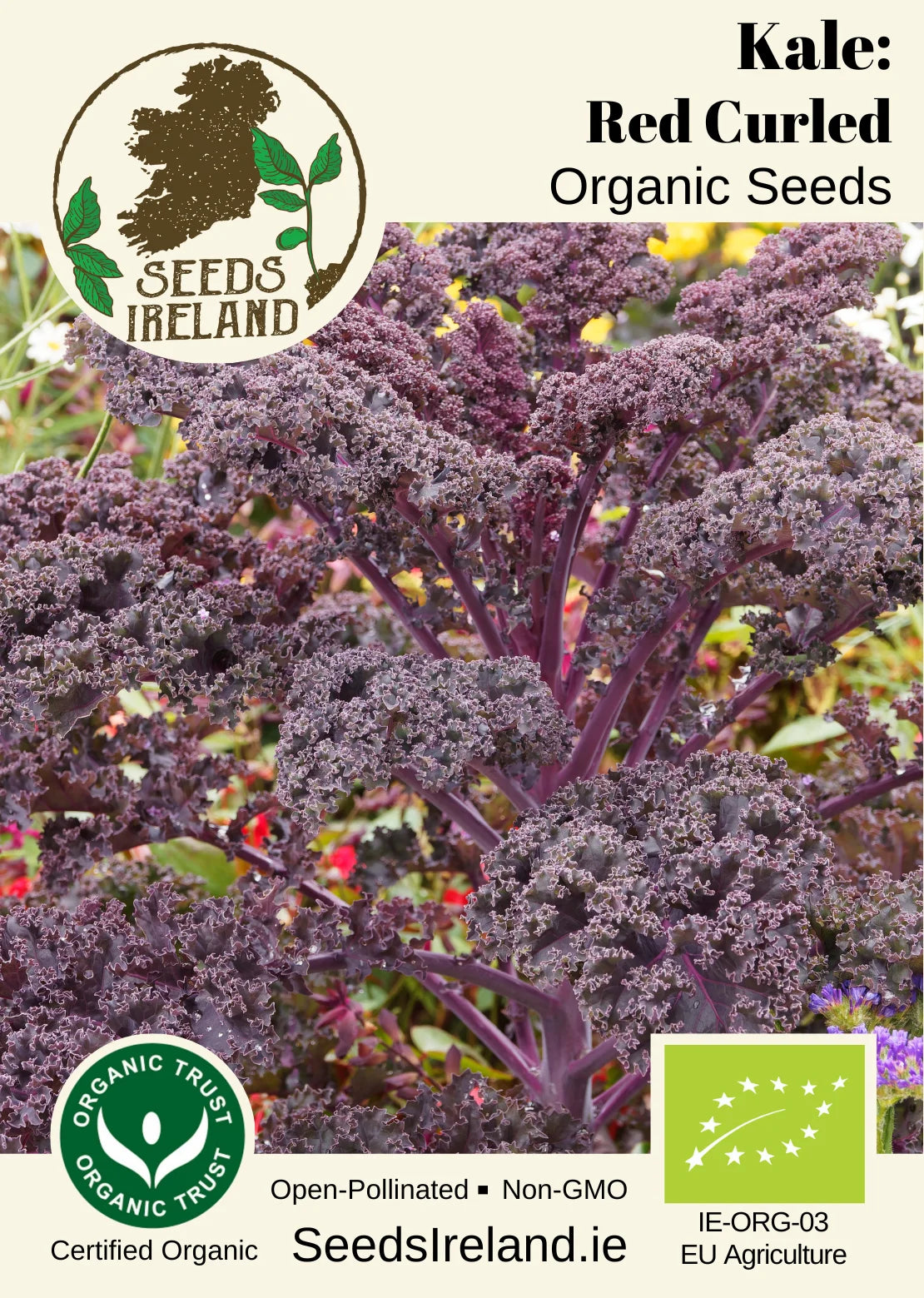 Red Curled Kale: Roter Grünkohl Organic Seed