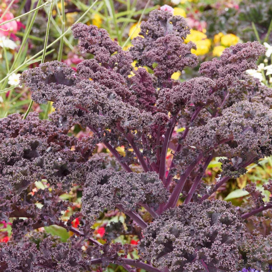 Red Curled Kale: Roter Grünkohl Organic Seed