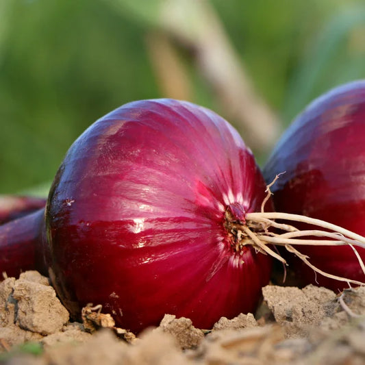 Karmen Red Onion