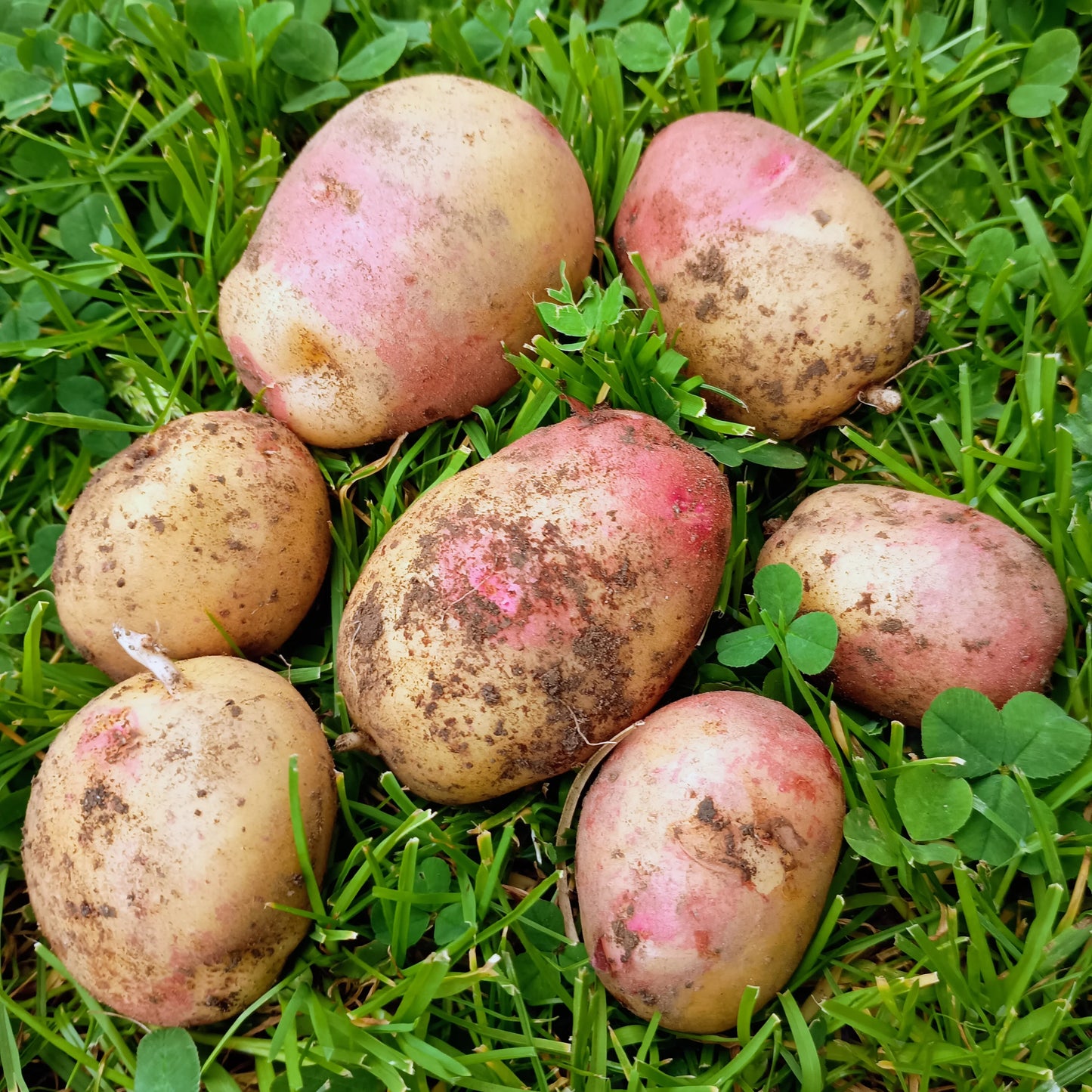 Seed Potatoes: King Edward (This product & any other product bought along with it will be delivered to you in mid February 2025)