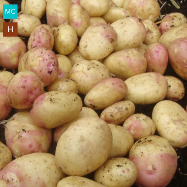 King Edward seed Potatoes