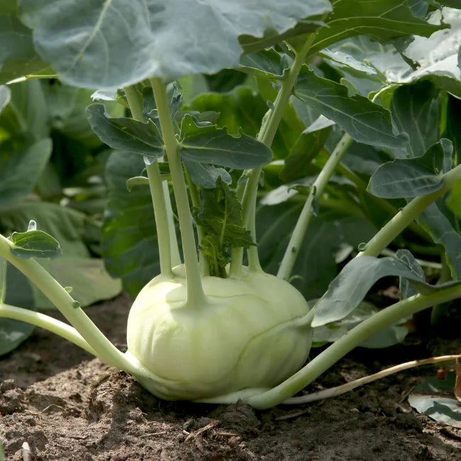 Kohlrabi Superschmelz