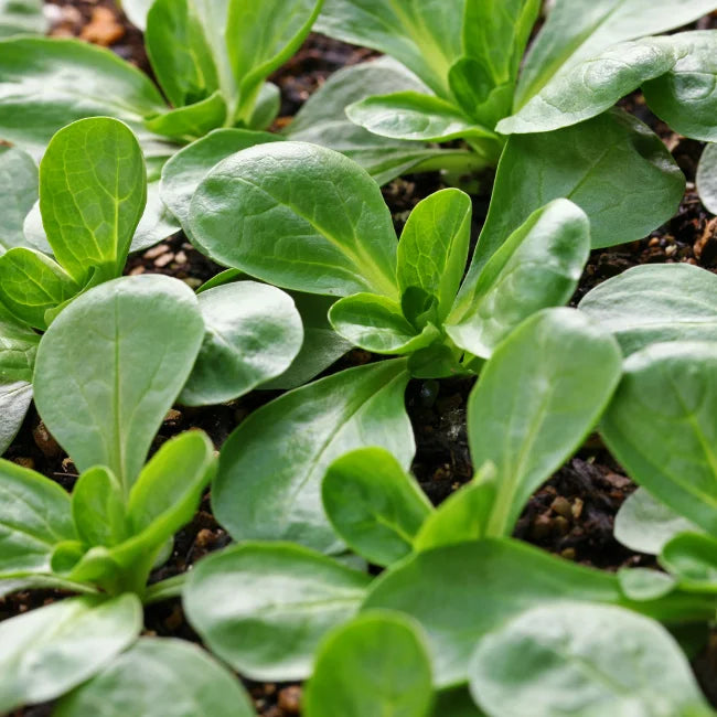 Lambs Lettuce