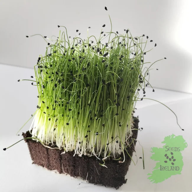 Organic Leek Microgreen Seeds Ireland