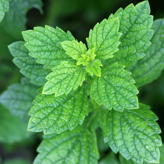 Lemon Balm