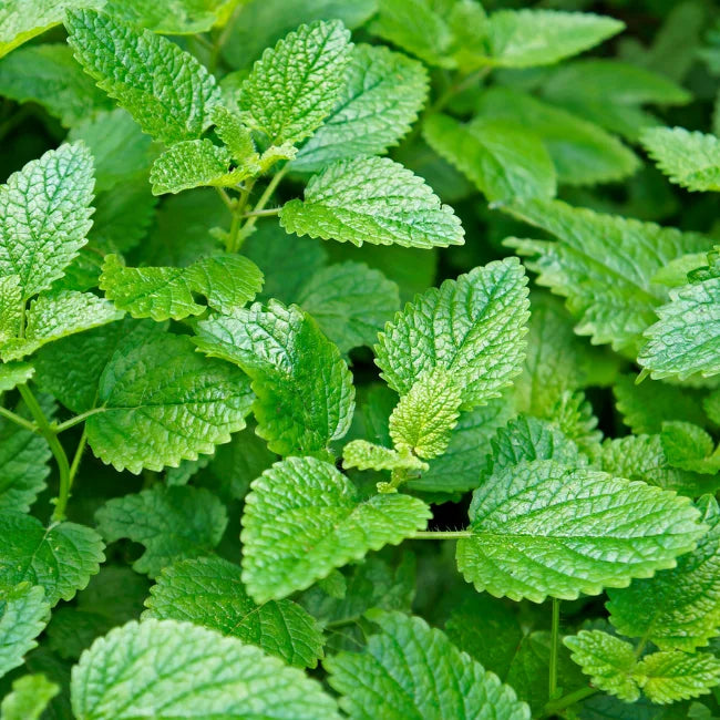 Lemon Balm 2