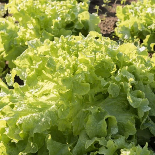 Lettuce Batavia Blonde de Paris