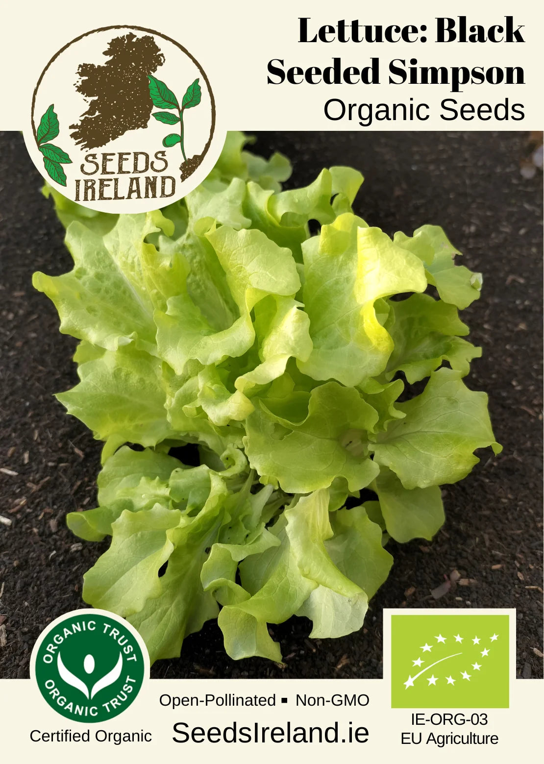 Lettuce: Black Seeded Simpson Organic Seed