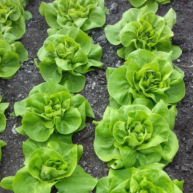 Lettuce: Brighton Conventional Seed