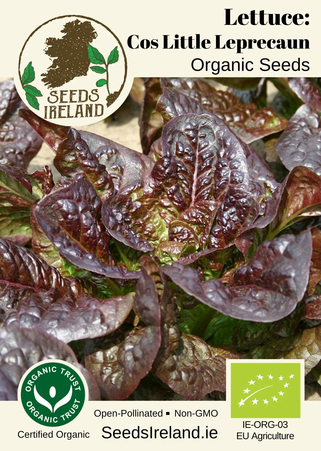 Lettuce: Cos Little Leprechaun Organic Seed