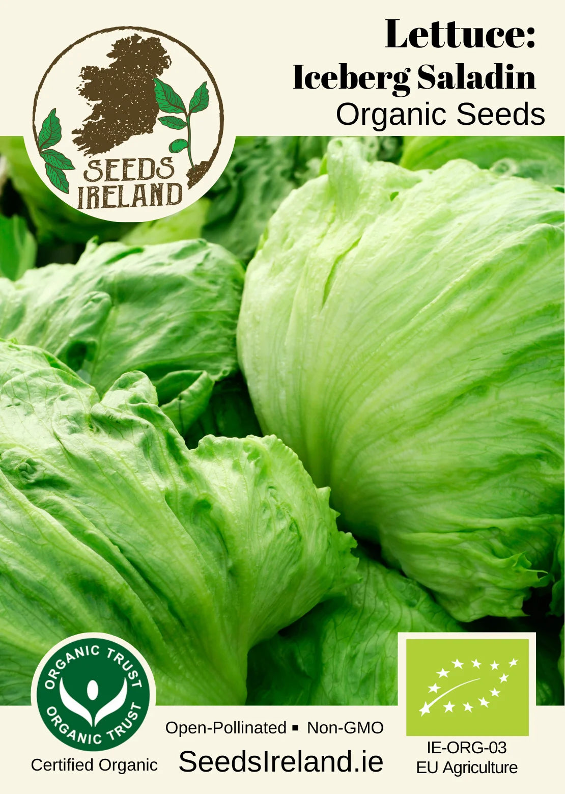 Lettuce: (Iceberg) Saladin Organic Seed
