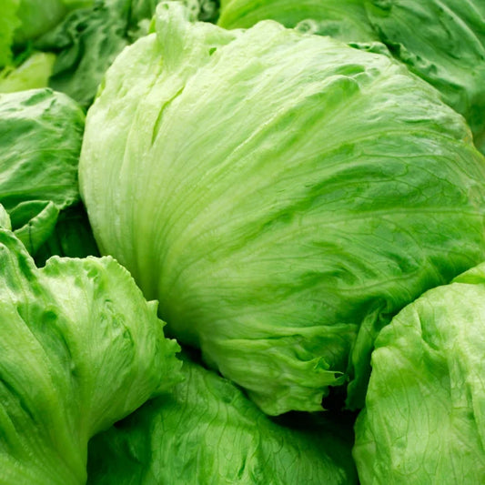 Lettuce Iceberg Saladin