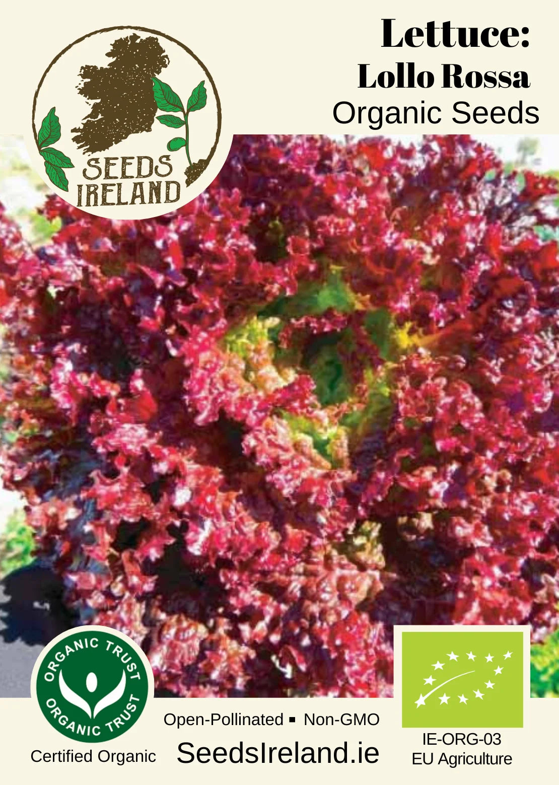 Lettuce: Lollo Rossa Organic Seed