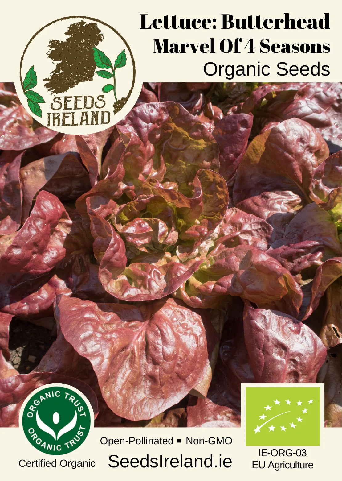Lettuce: (Butterhead) Marvel Of 4 Seasons Organic Seed