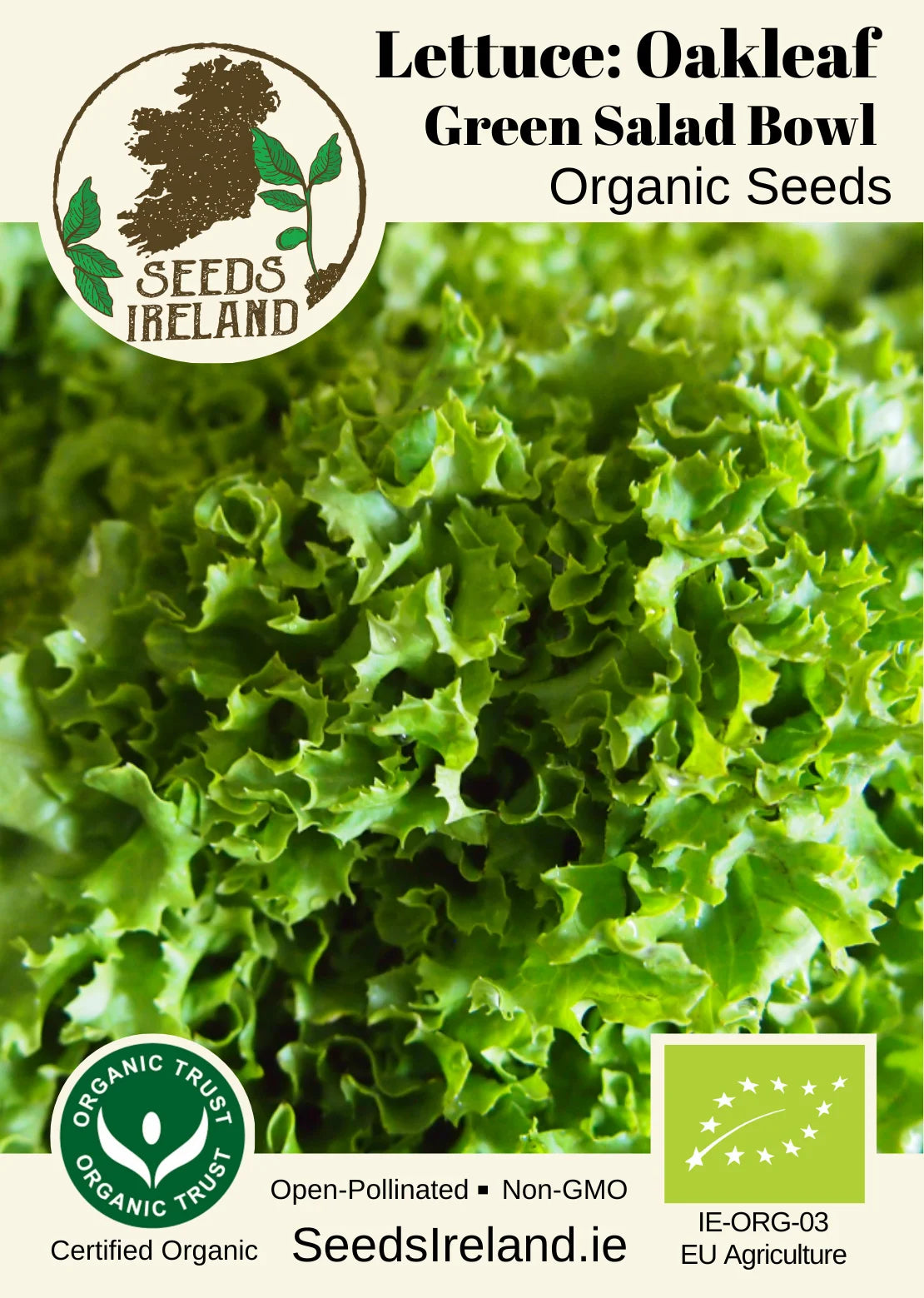 Lettuce: (Oakleaf) Green Salad Bowl Organic Seed