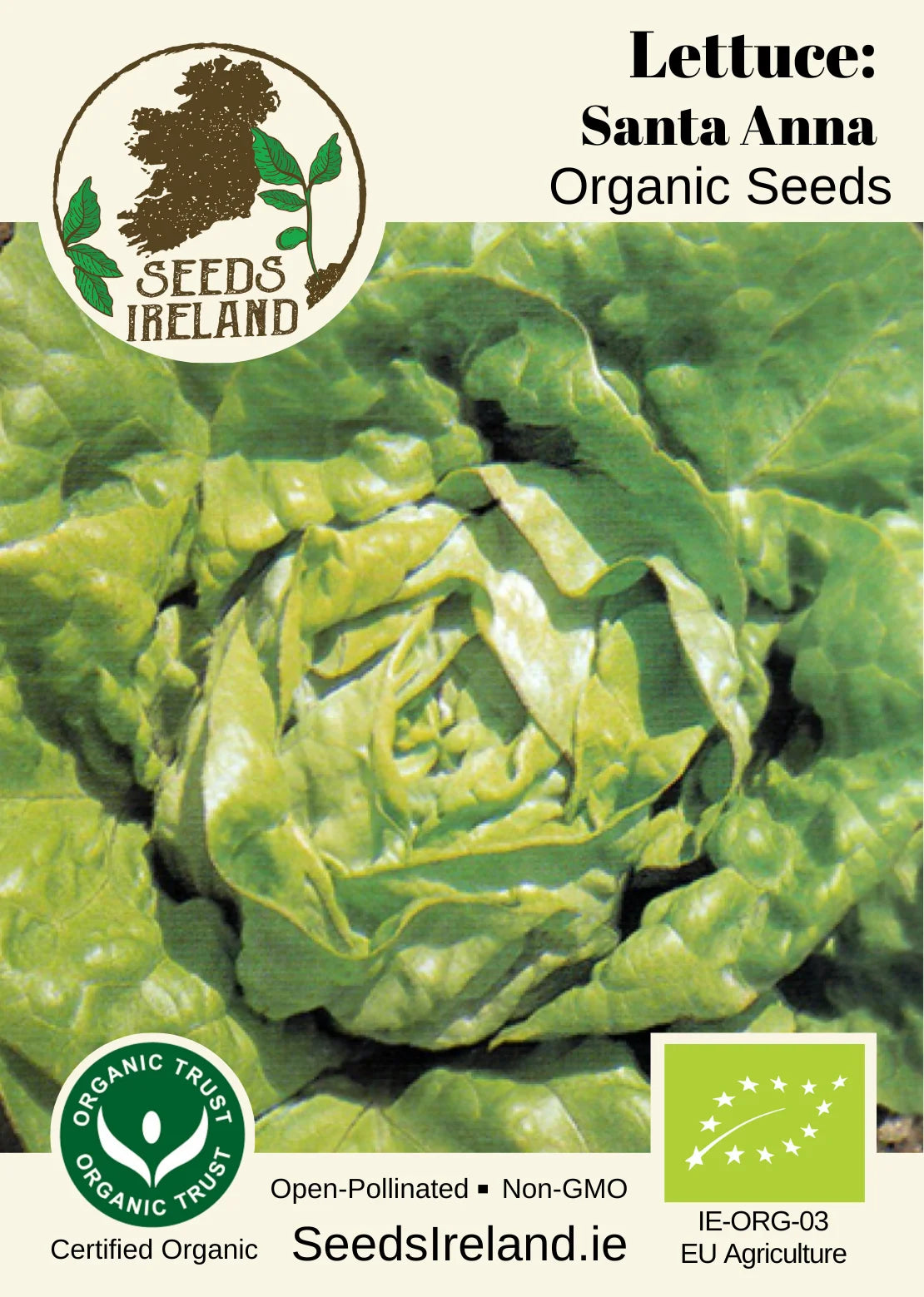 Lettuce: Santa Anna Organic Seed