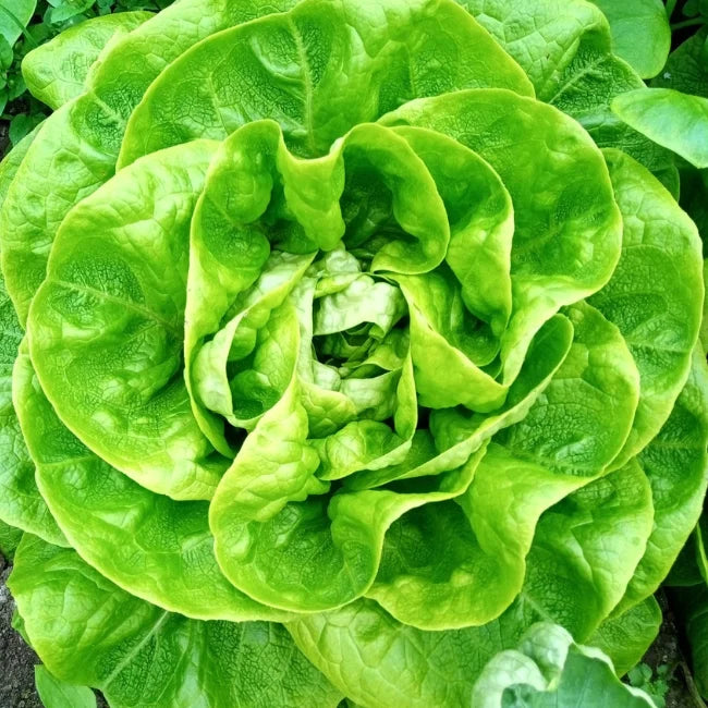 Lettuce: Brighton Conventional Seed