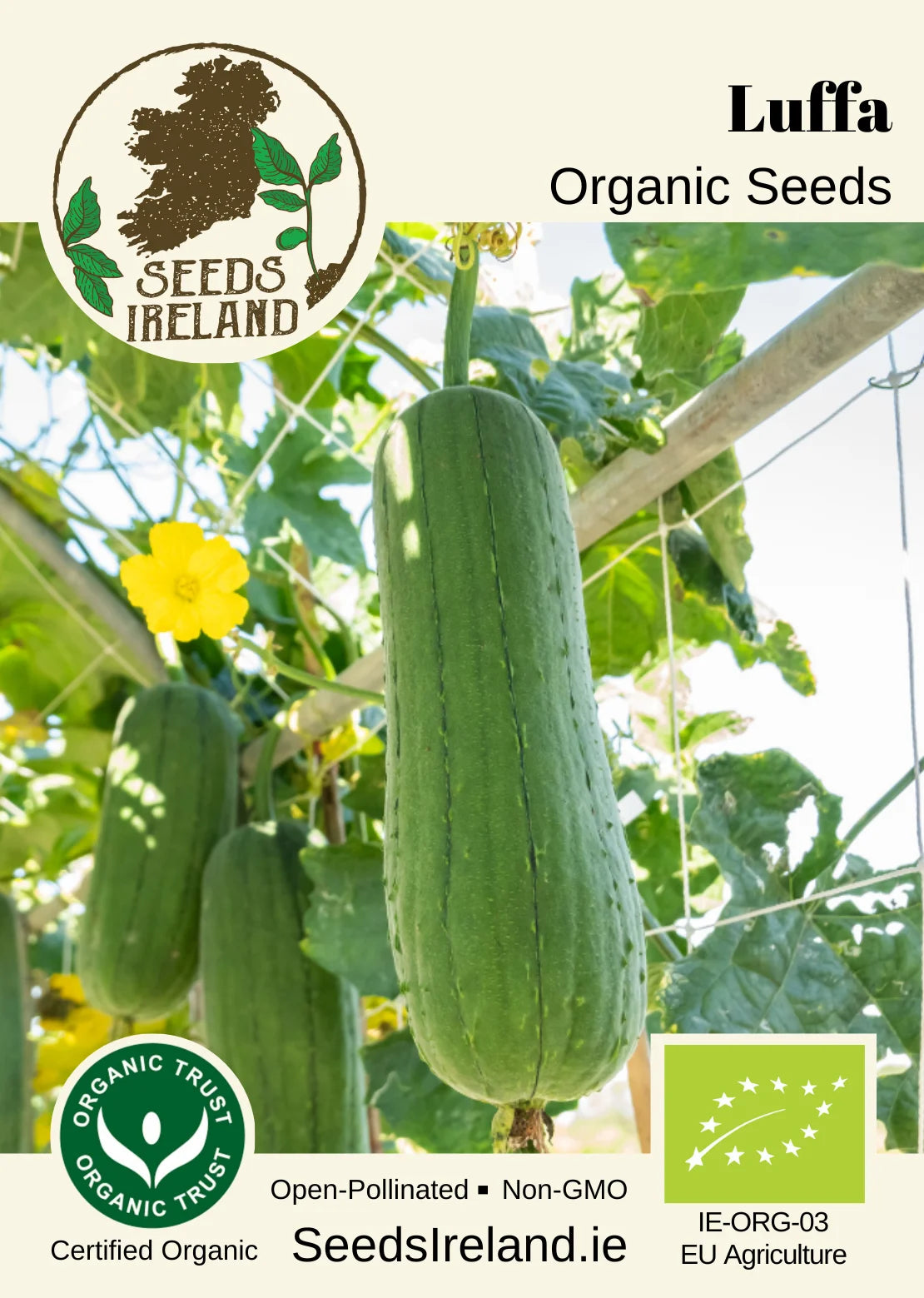 Luffa | Loofah Seeds Ireland | Organic Vegetable Seed