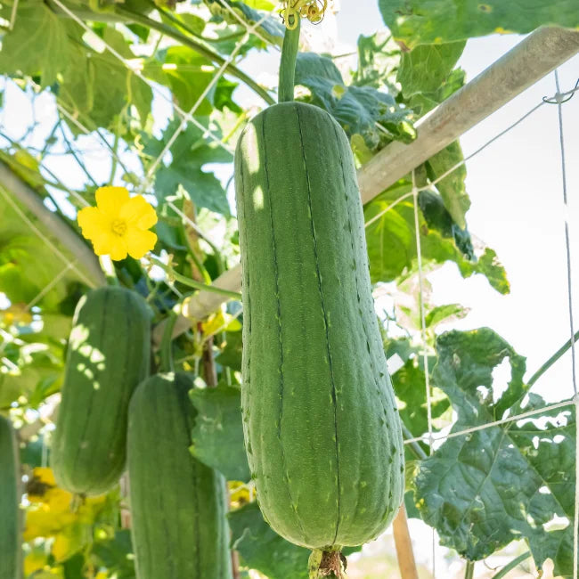 Luffa | Loofah Seeds Ireland | Organic Vegetable Seed