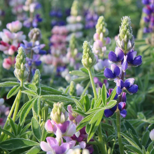 Lupin Dwarf