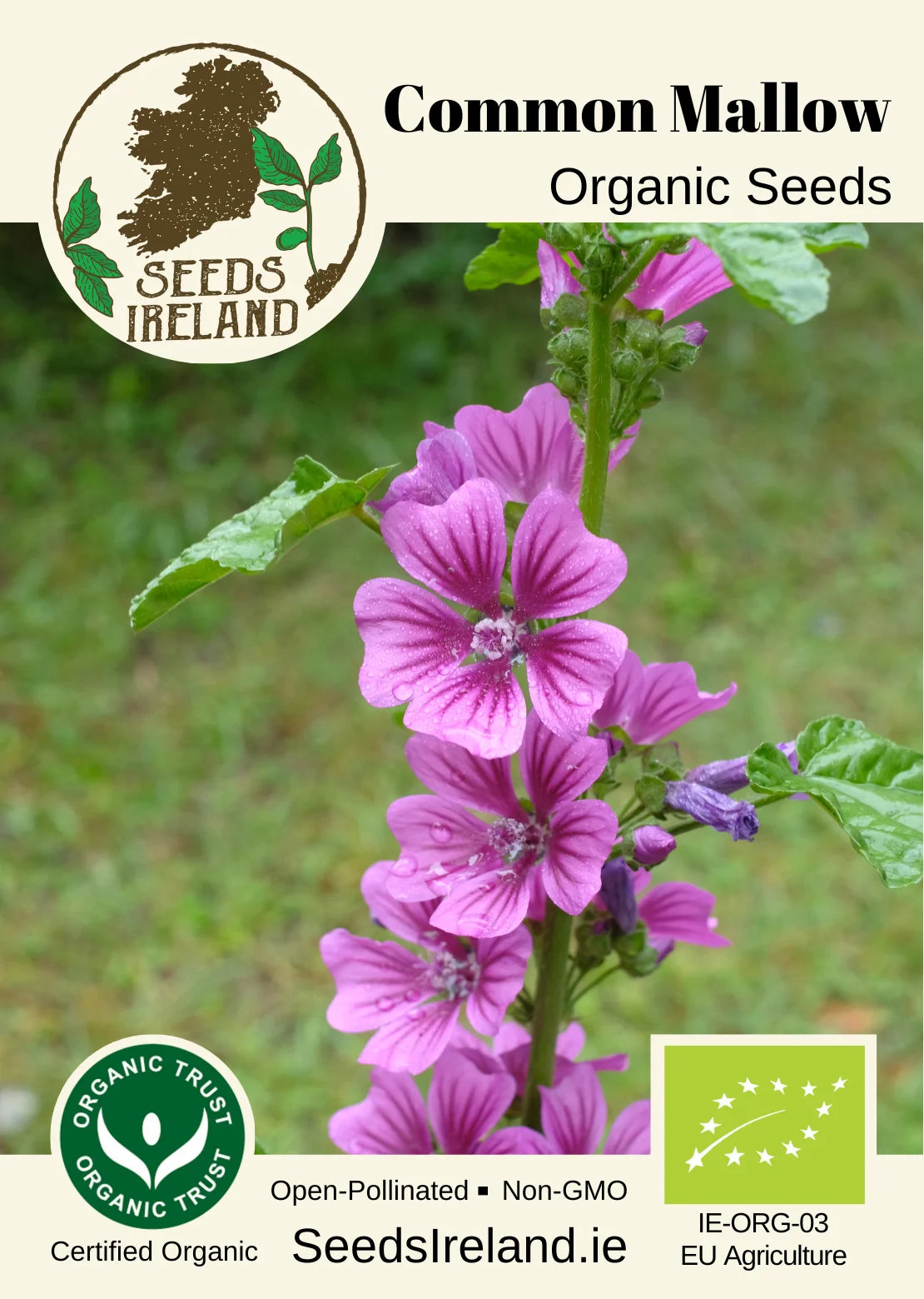 Common Mallow Organic Seed