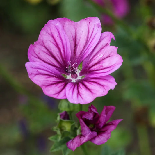 Mallow Mauritianica