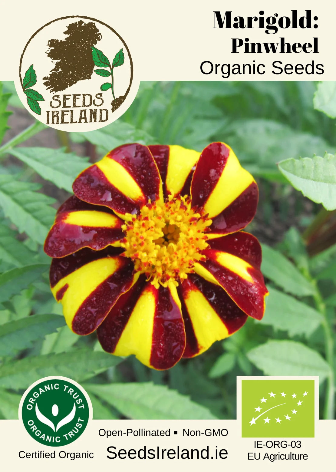 Marigold: Pinwheel Organic Seed