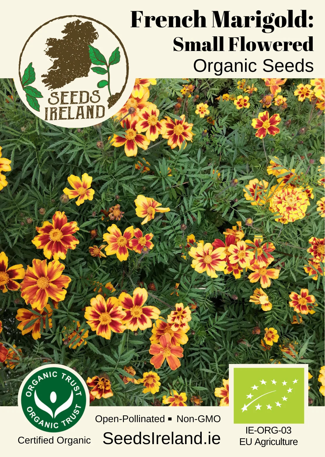 French Marigold: Small Flowered Organic Seed