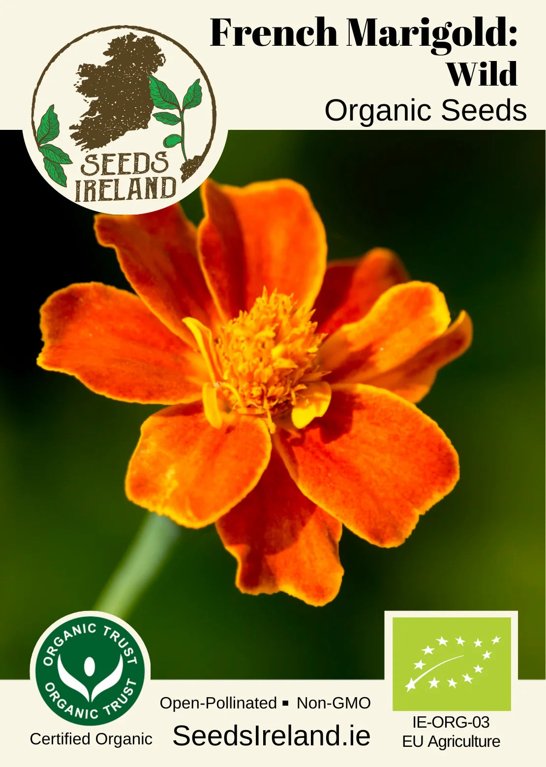 French Marigold: Wild Organic Seed
