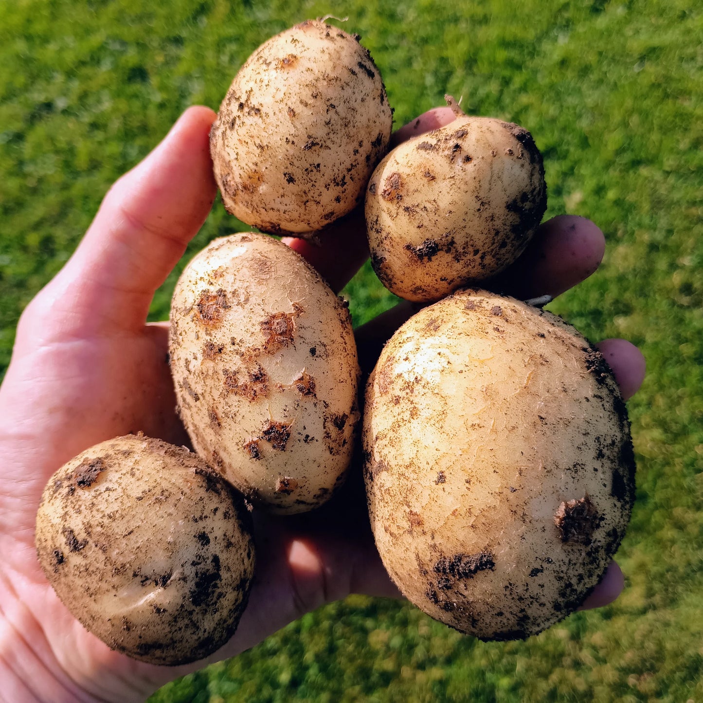 Seed Potatoes: Maris Piper