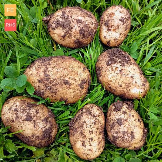 Seed Potatoes: Maris Bard (This product & any other product bought along with it will be delivered to you at the start of February 2026)